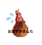 あんこときなこ プチコッコ（個別スタンプ：4）