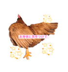 あんこときなこ プチコッコ（個別スタンプ：15）