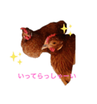 あんこときなこ プチコッコ（個別スタンプ：20）