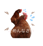 あんこときなこ プチコッコ（個別スタンプ：24）