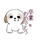 Stickers_Shih Tzu_i シーズースタンプ春（個別スタンプ：3）