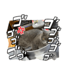 ぴっころのスタンプ3（個別スタンプ：3）