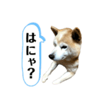 ＊柴犬コロのスタンプ（個別スタンプ：11）