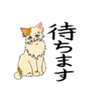 あざと茶猫（個別スタンプ：24）