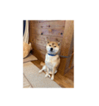 しばこ( ◜ᴗ◝ )（個別スタンプ：1）