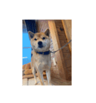 しばこ( ◜ᴗ◝ )（個別スタンプ：6）