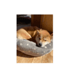 しばこ( ◜ᴗ◝ )（個別スタンプ：7）
