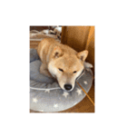 しばこ( ◜ᴗ◝ )（個別スタンプ：15）