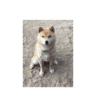 しばこ( ◜ᴗ◝ )（個別スタンプ：16）