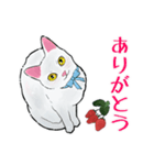 しろねこといちご【修正版】（個別スタンプ：10）