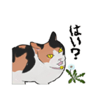 三毛猫とたんぽぽ【修正版】（個別スタンプ：26）