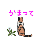 三毛猫とたんぽぽ【修正版】（個別スタンプ：36）