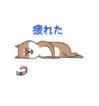 いらすとわん【柴犬】日常編（個別スタンプ：37）