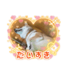 柴犬ルリちゃん（個別スタンプ：15）