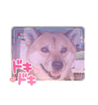 柴犬ルリちゃん（個別スタンプ：23）