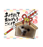 毎日使える犬、スタンプ（個別スタンプ：23）