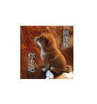 柴犬ブリック（個別スタンプ：2）