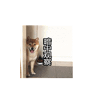 柴犬ブリック（個別スタンプ：5）