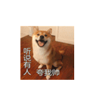 柴犬ブリック（個別スタンプ：6）