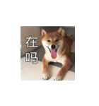 柴犬ブリック（個別スタンプ：11）