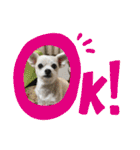 ちゃこですが何か？（個別スタンプ：1）