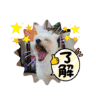 ちゃこですが何か？（個別スタンプ：3）