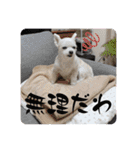 ちゃこですが何か？（個別スタンプ：4）