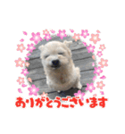 ちゃこですが何か？（個別スタンプ：11）