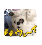 ちゃこですが何か？（個別スタンプ：16）