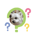 ちゃこですが何か？（個別スタンプ：21）