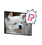 ちゃこですが何か？（個別スタンプ：22）
