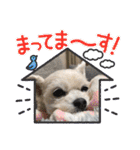 ちゃこですが何か？（個別スタンプ：27）