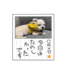 ちゃこですが何か？（個別スタンプ：29）