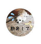 ちゃこですが何か？（個別スタンプ：31）