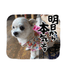 ちゃこですが何か？（個別スタンプ：35）