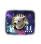 ちゃこですが何か？（個別スタンプ：36）