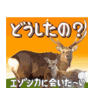 北海道大好き、北海道行きたい。（個別スタンプ：24）