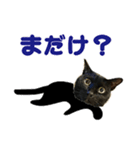 金沢弁の黒猫（個別スタンプ：2）