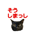 金沢弁の黒猫（個別スタンプ：4）