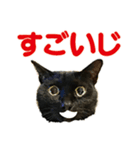 金沢弁の黒猫（個別スタンプ：6）