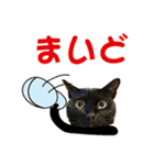 金沢弁の黒猫（個別スタンプ：9）