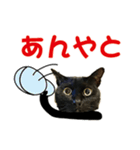 金沢弁の黒猫（個別スタンプ：15）