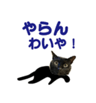 金沢弁の黒猫（個別スタンプ：21）