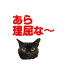 金沢弁の黒猫（個別スタンプ：22）