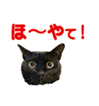 金沢弁の黒猫（個別スタンプ：29）