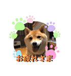 柴犬きなこ(オコ嬢)のスタンプ♡（個別スタンプ：1）