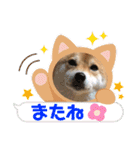 柴犬きなこ(オコ嬢)のスタンプ♡（個別スタンプ：2）