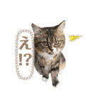 ふるやまめる②（個別スタンプ：7）