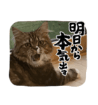 ふるやまめる②（個別スタンプ：13）