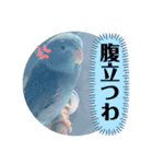 マメルリハのリル12（個別スタンプ：4）